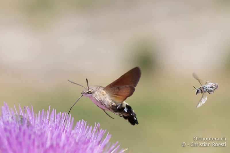 Taubenschwänzchen an Distel - GR, Westmakedonien, Akrini, 14.07.2017