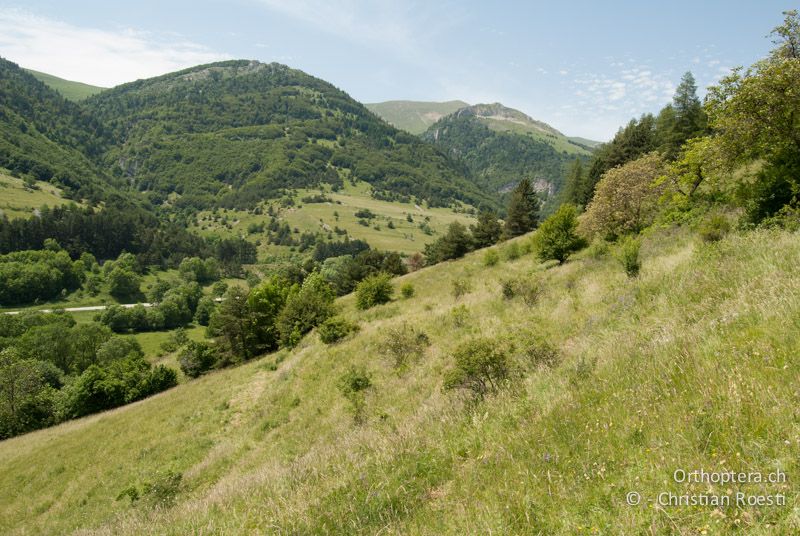 Magerrasen in Hanglage - FR, Drôme, Lus-la-Croix-Haute, 15.06.2009