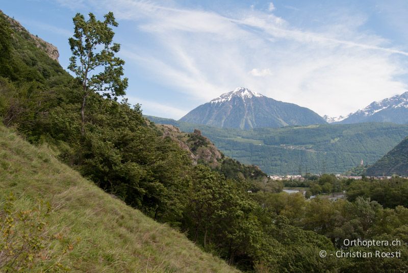 Lichter Wald mit viel Haselsträuchern und Eichen - CH, VS, Martigny, 03.06.2010