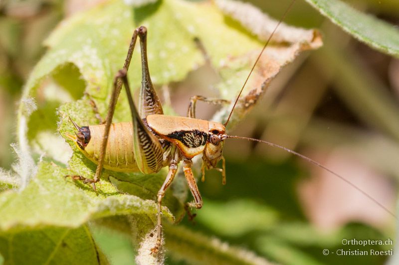 Männchen von Eupholidoptera megastyla - Kalampaka, 17.07.2012