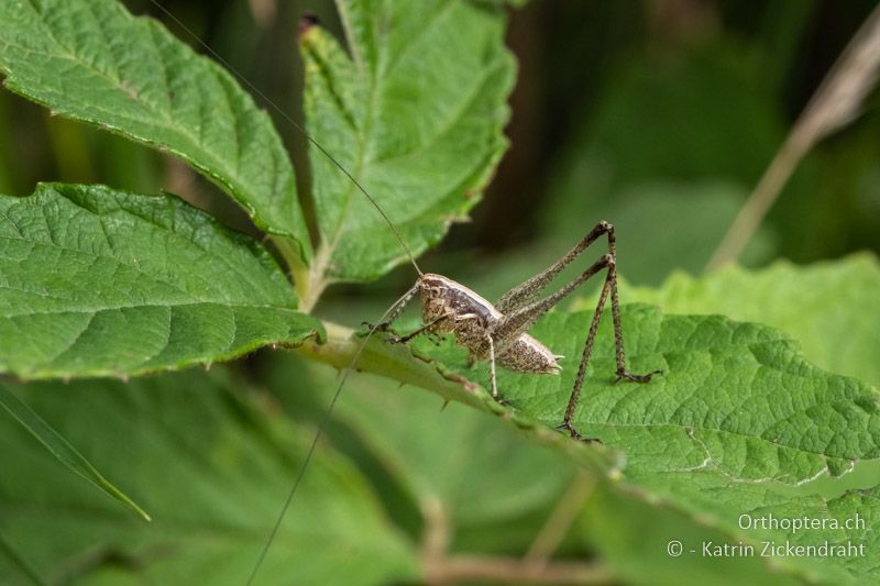 Rhacocleis germanica ♂ Larve - BG, Plowdiw, Belovitsa, 10.07.2018