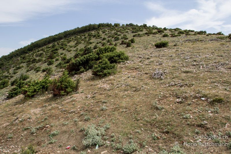 Intensiv bewirtschaftete Schafweide - HR, Primorje-Gorski kotar, Cres, 30.07.2014