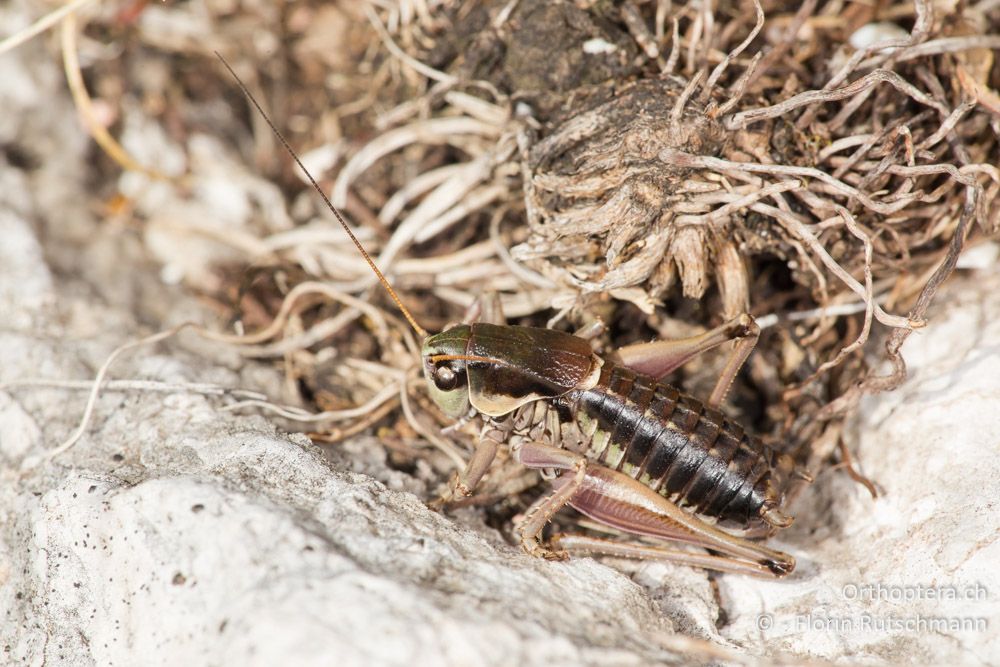 Anonconotus sibyllinus ♂ - IT, Marken, Sibyllini-Gebirge, 09.10.2014