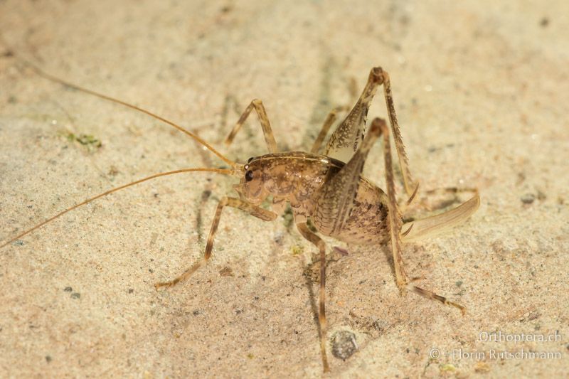 Troglophilus zorae ♀ - GR, Zentralmakedonien, Prespa-See, 13.07.2017