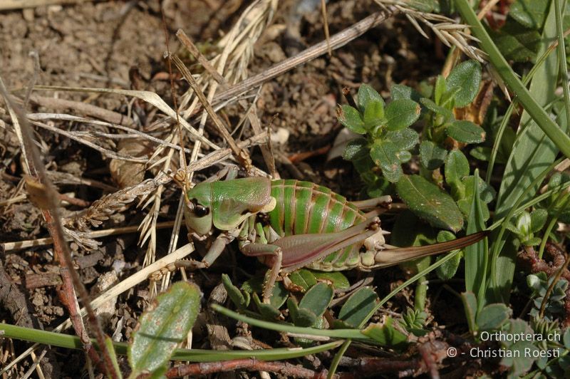 Anonconotus alpinus ♀ - FR, Hautes-Alpes, Aspres-les-Corps, 01.09.2007