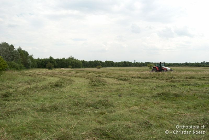 Magerwiese - AT, Niederösterreich, Ebergassing, 25.06.2008