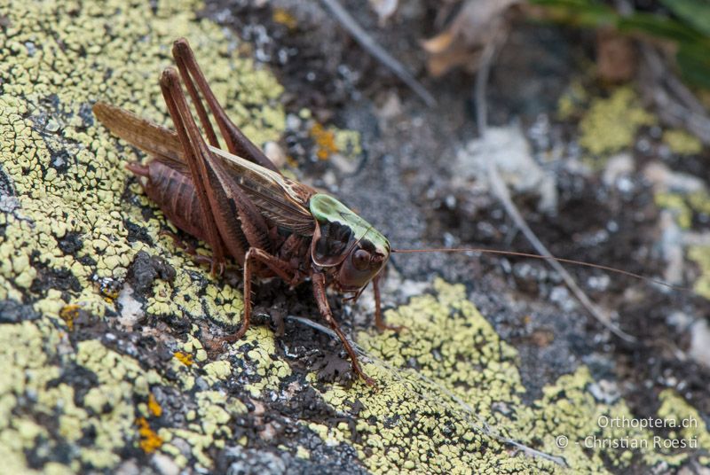Platycleis albopunctata ♂ mit seltener grüner Färbung auf Kopf und Halsschild - FR, Pyrénées-Orientales, Saillagouse, 04.10.2010
