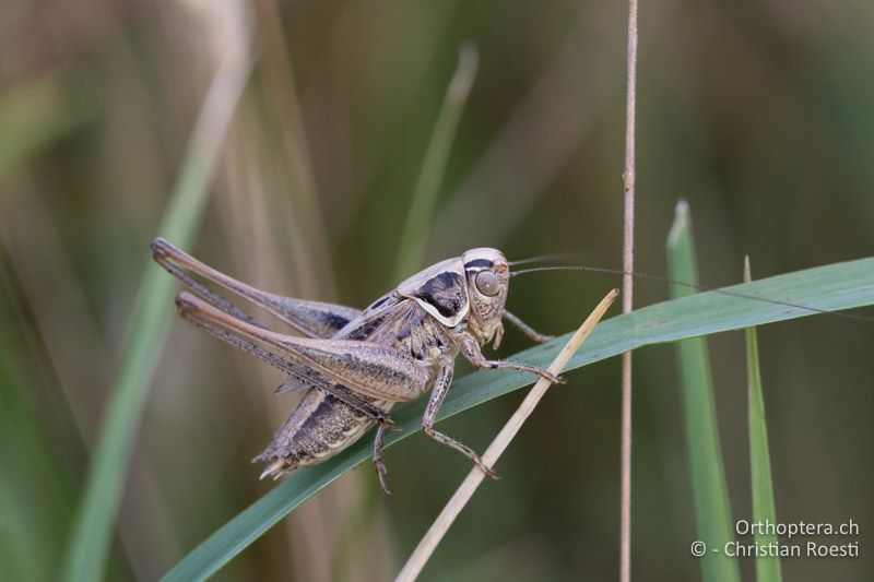 Tessellana veyseli ♂ - HU, Mitteltransdanubien, Sáska, 06.07.2016