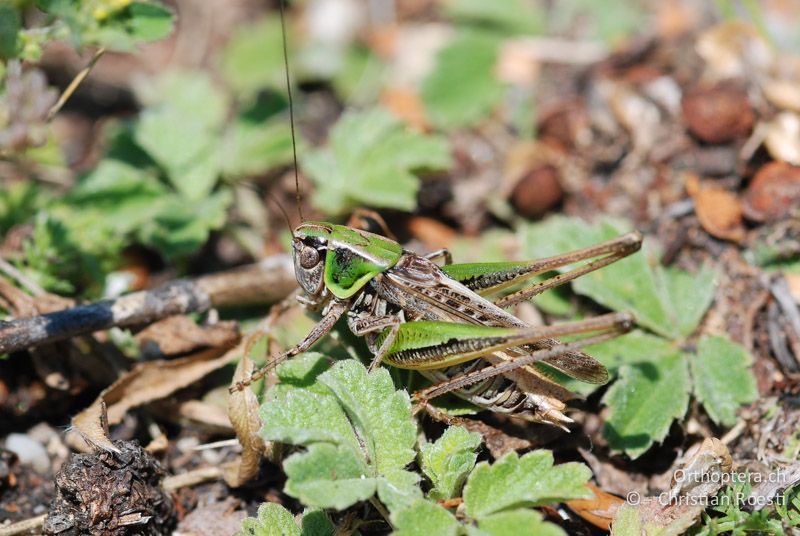 Montana montana ♂ - AT, Niederösterreich, Pischelsdorfer Wiesen, 29.06.2008