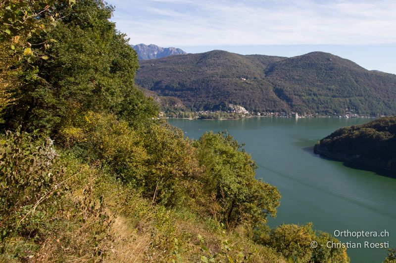 Trockenwarme Waldlichtung mit viel Eichen. Die Tiere halten sich in den Bäumen auf - CH, TI, Mt. Caslano, 11.10.2011