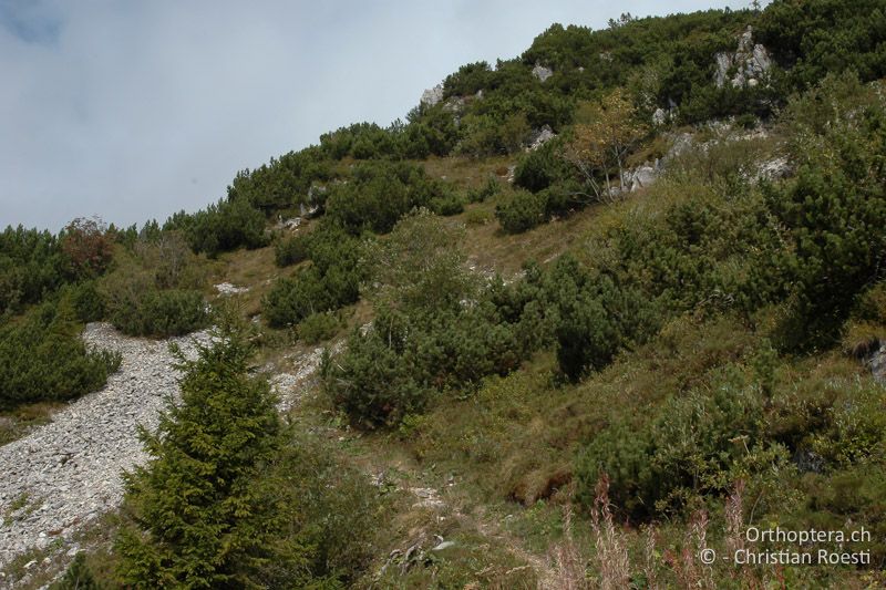 Karstige Berwiesen - IT, Südtirol. Rovereto, Camposilvano, 01.10.2006