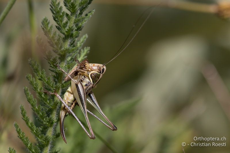 Platycleis ebneri mit einem kleinen Grashüpfer als Beutetier - GR, Westmakedonien, Pisoderi, 12.07.2017