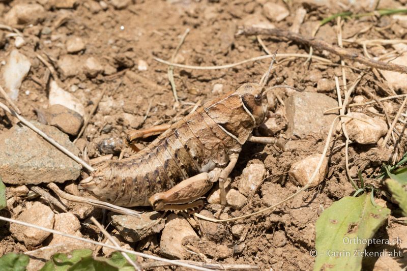 Paranocaracris bulgaricus ♀ - GR, Ostmakedonien, Mt. Pangeon, 06.07.2017