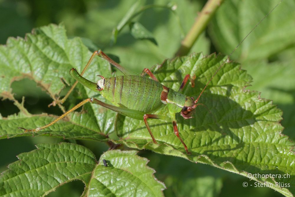 ♀ von Barbitistes ocskayi - HR, Istrien, Ponte Porton, 23.06.2016