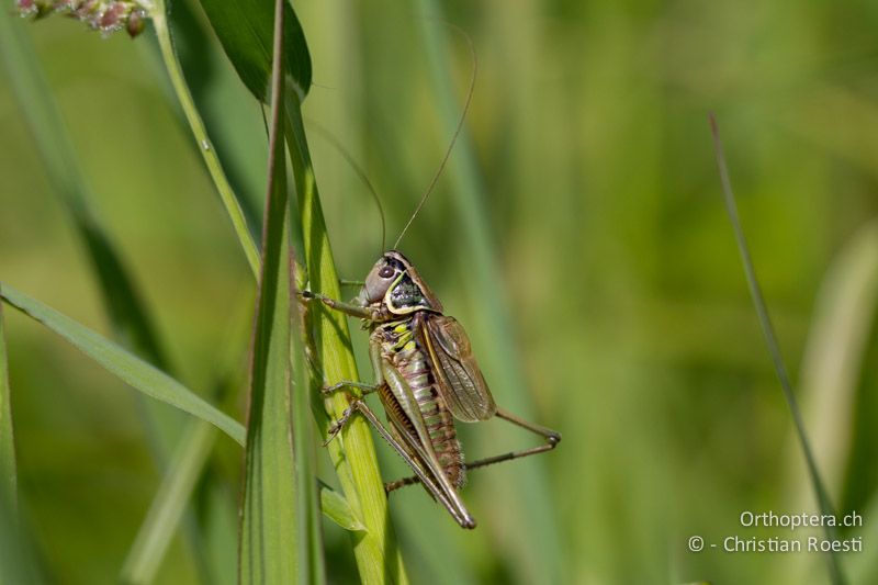 Roeseliana azami minor ♂ - CH, TI, Isone, 04.09.2013