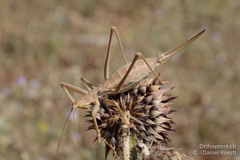 Saga hellenica ♀ - GR, Westmakedonien, Xino Nero, 10.07.2017