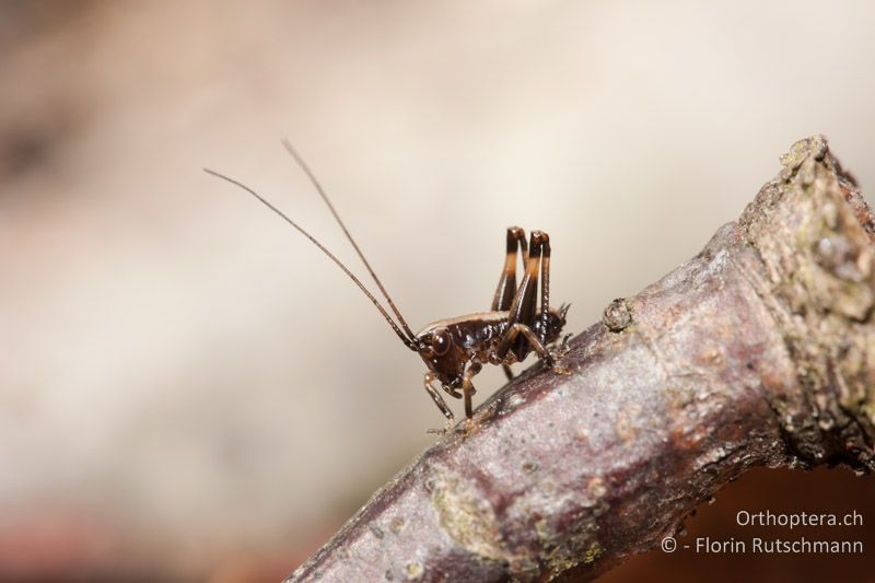 1. Larvenstadium von Pholidoptera griseoaptera - CH, TG, Lengwiler Weiher, 11.04.2011