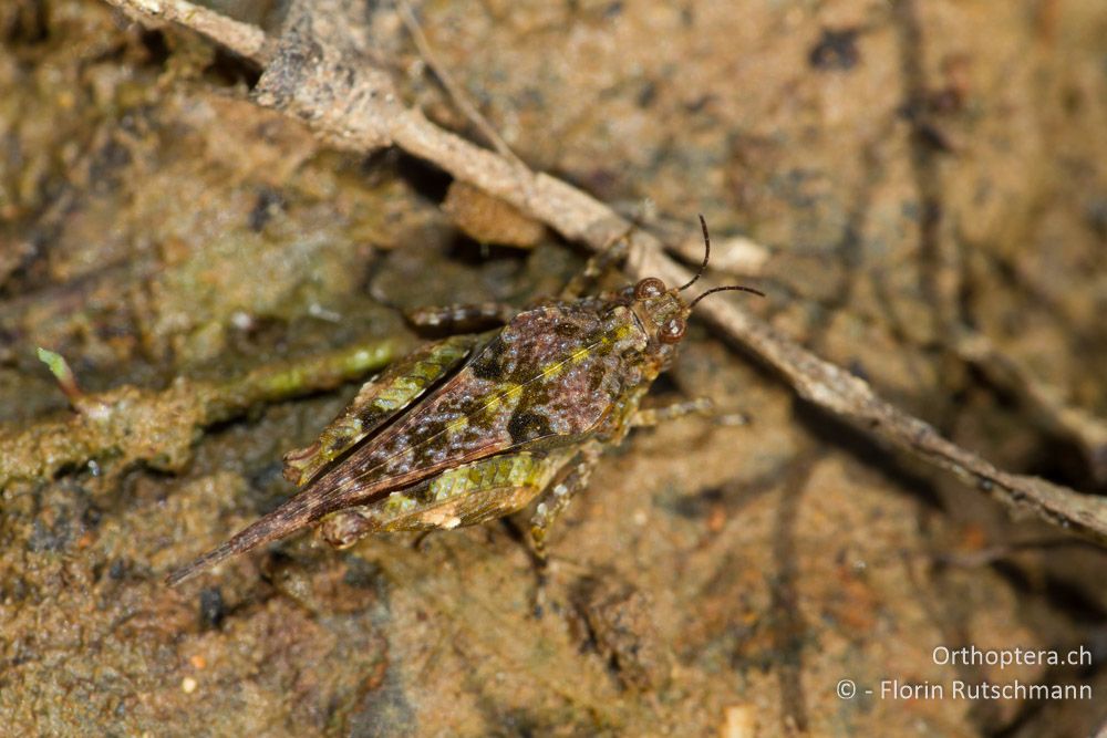 Mittelmeer-Dornschrecke (Paratettix meridionalis) - Westlich von Paramythia, 11.07.2011
