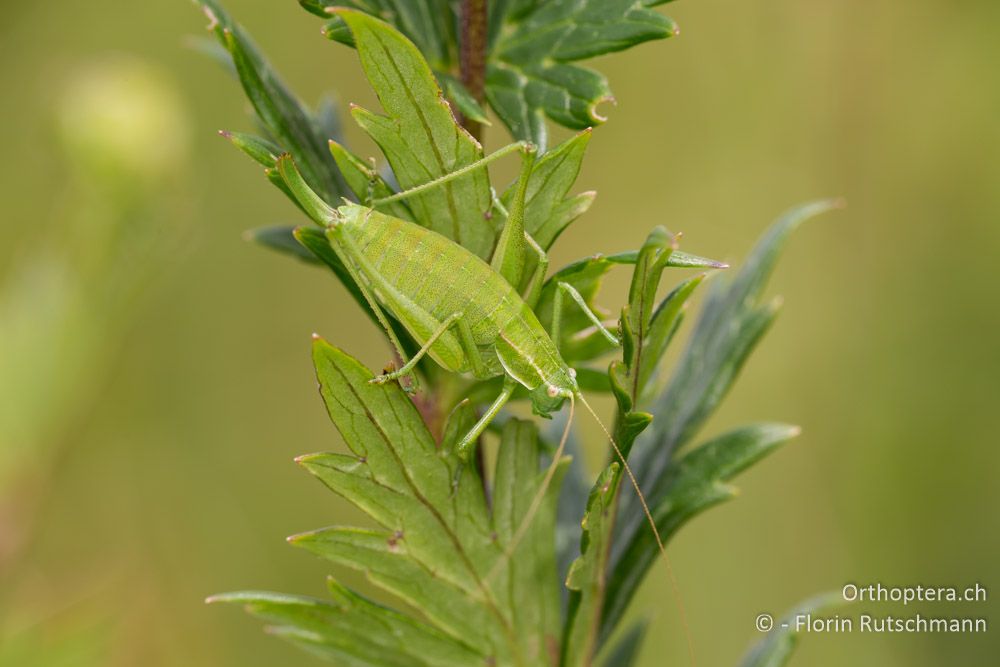 Poecilimon elegans Weibchen - HR, Istrien, Brest, 26.07.2014