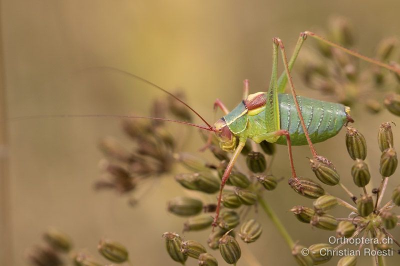 Barbitistes yersini ♂ - HR, Istrien, Račja Vas, Dol, 24.07.2015