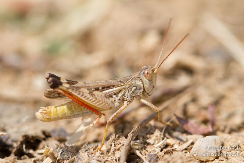 Dociostaurus brevicollis ♂ - GR, Thessalien, Meteora, 17.07.2012