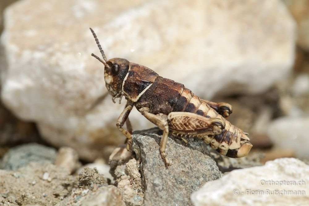Männchen von Paranocaracris bulgaricus - Mt. Pangeon, 11.07.2012