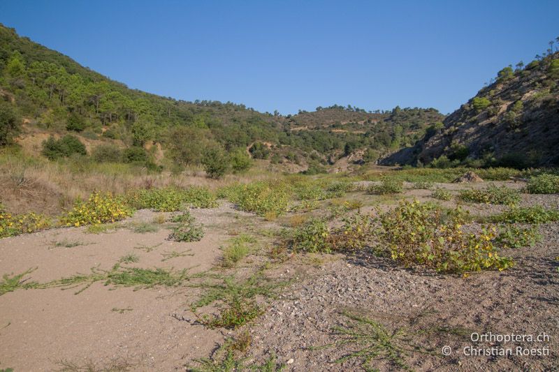 Trockenes Bachbett als typischer Lebensraum - FR, Var, Fréjus, 24.09.2014