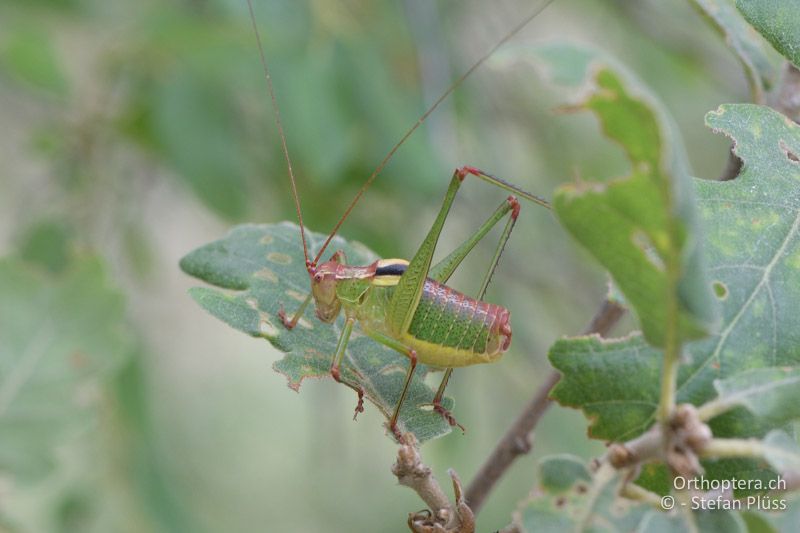 Ancistrura nigrovittata ♂ - GR, Zentralmakedonien, Mt. Hortiatis, 04.07.2017