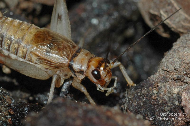 Vorderkörper von Gryllodes sigillatus ♂ - CH, BE, Zuchttier, 06.01.2008