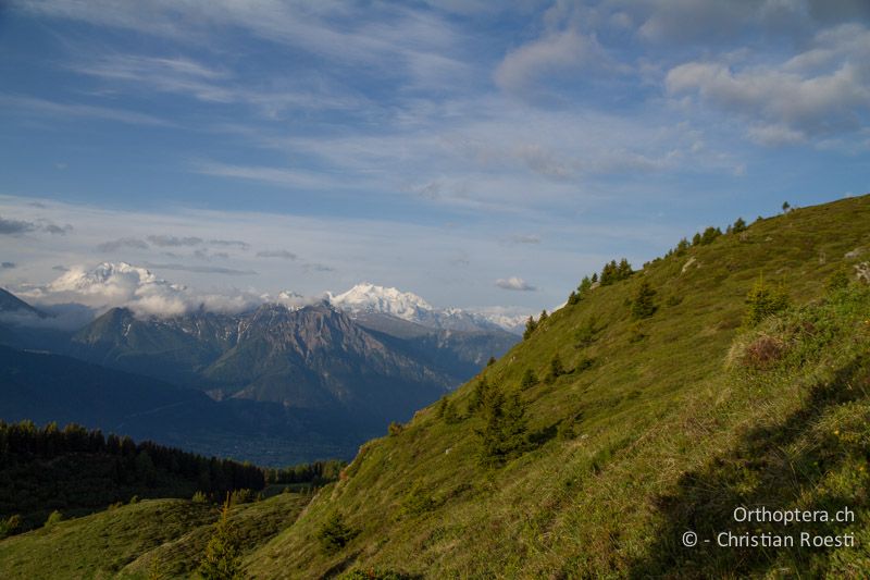 Mit Fichten und Wacholder bewachsene Zwergstrauchheiden - CH, VS, Bettmeralp, 05.06.2011