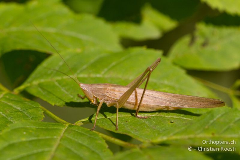 Ruspolia nitidula ♀ - CH, TI, Castel-San-Pietro, 02.09.2013