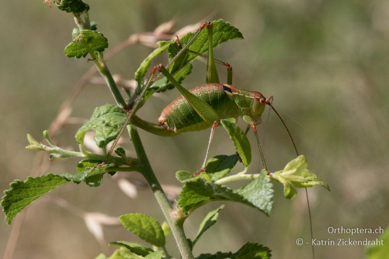 Ancistrura nigrovittata ♀ - GR, Zentralmakedonien, Mt. Hortiatis, 04.07.2017