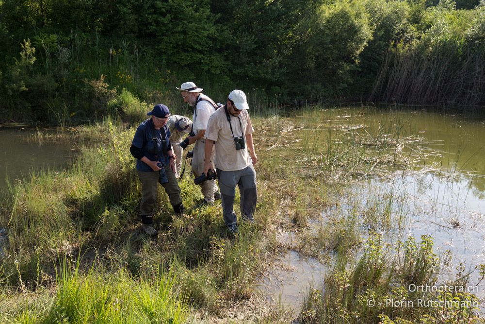 Auf der Suche nach Tetrix ceperoi wird das Gras der Ufervegetation wie bei einer Herde Büffel niedergewalzt - HR, Istrien, Cerovlje, 24.06.2016