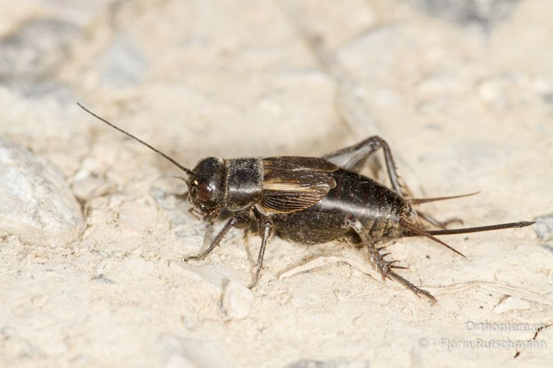 Melanogryllus desertus ♀ - HR, Istrien, Potpićan, 12.06.2014