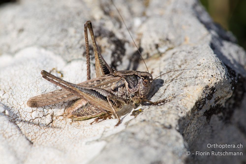 Platycleis grisea ♂ - IT, Umbrien, Mt. Cucco, 26.09.2014