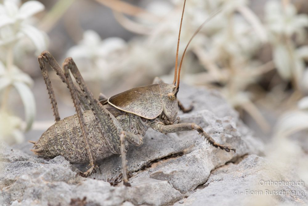 Larve von Drymadusa dorsalis ♂ - GR, Mittelgriechenland, Mt. Giona, 09.06.2015