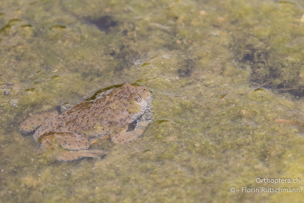 Gelbbauchunke (Bombina variegata) - GR, Thessalien, Mt. Ossa, 21.06.2015