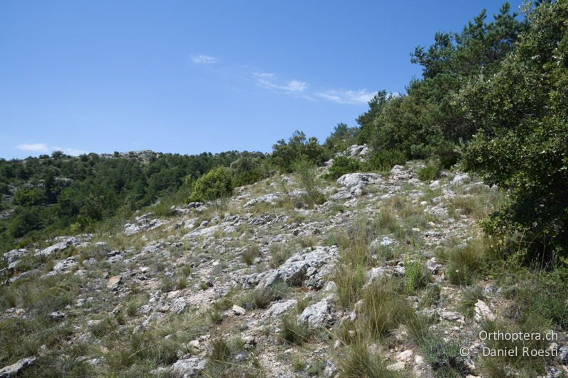 Lebensraum von Ramburiella, Pyrgomorpha und Stenobothrus grammicus - FR, Col des Portes, 06.07.2014