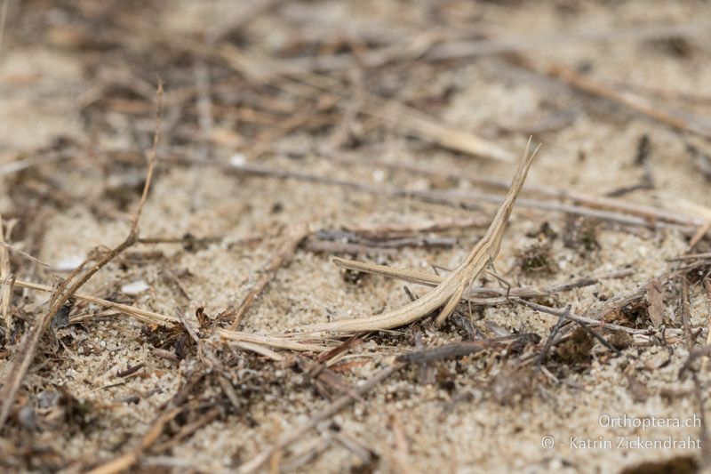 Acrida ungarica mediterranea Larve, perfekt getarnt! - GR, Zentralmakedonien, Korinos, Strand, 15.07.2017