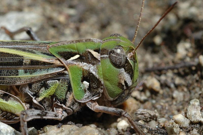 Porträt von Oedaleus decorus ♀ - CH, VS, Gampel, 06.07.2007