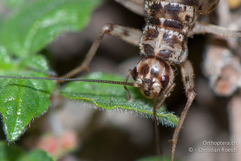 Porträt von Gryllomorpha dalmatina ♂ - FR, Pyrénées Orientales, Py, 03.10.2010