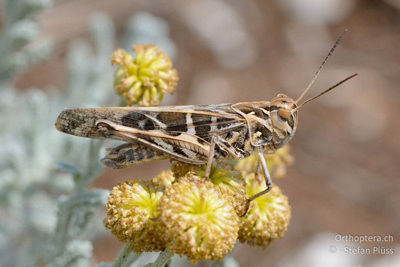 Kreuzschrecke (Oedaleus decorus) ♂ - FR, Col des Portes, 06.07.2014