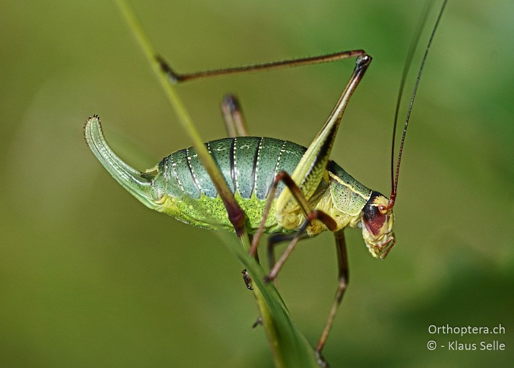Graugrüne Säbelschrecke (Barbitistes yersini) ♀ - HR, Istrien, Bokordići, 19.06.2016