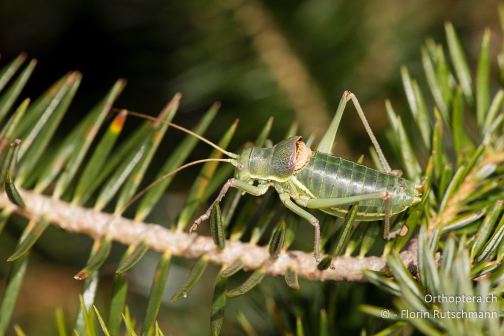 Ephippiger ruffoi ♂ - IT, Marken, Sibyllini-Gebirge, 09.10.2014
