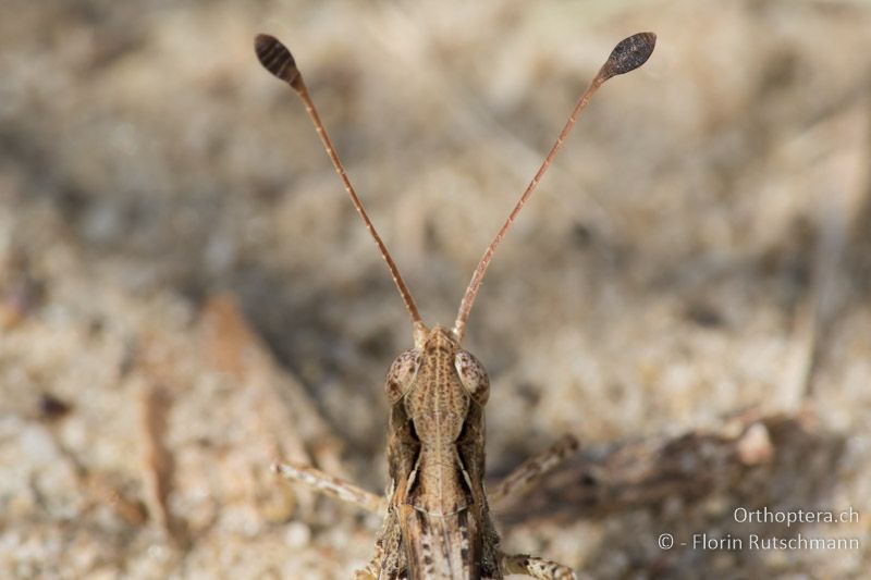 Fühler, Kopf und Halsschild von Myrmeleotettix antennatus ♂ - HU, Südliche Grosse Tiefebene, Kecskemét, 08.07.2016