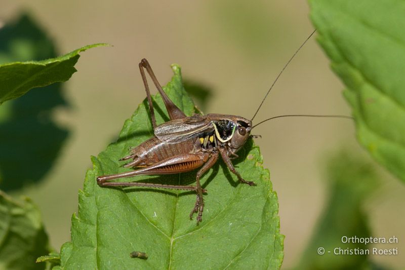 Roeseliana azami minor ♂ - CH, TI, Meride, 16.07.2008
