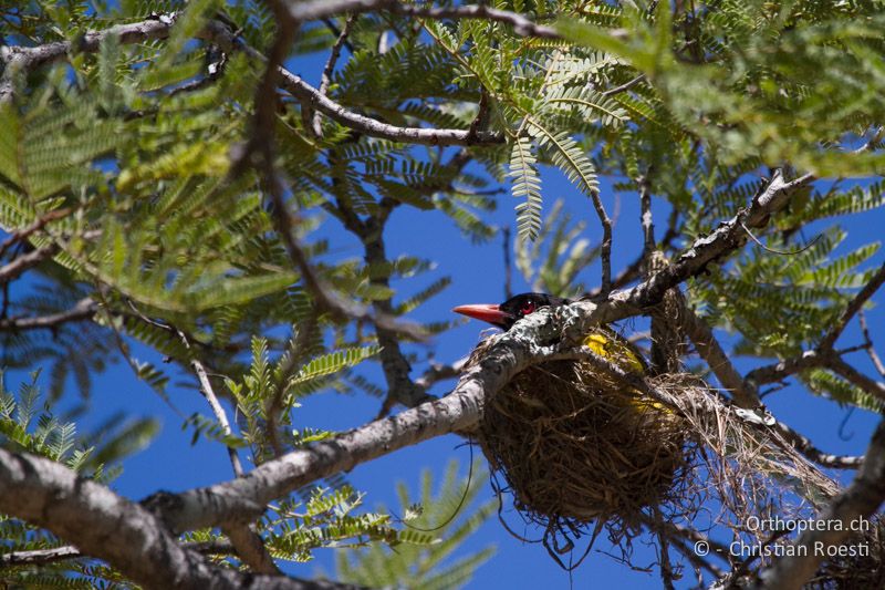 Eastern black-headed Oriole (Oriolus larvatus) - SA, Limpopo, Nylsvlei Nature Reserve, 30.12.2014