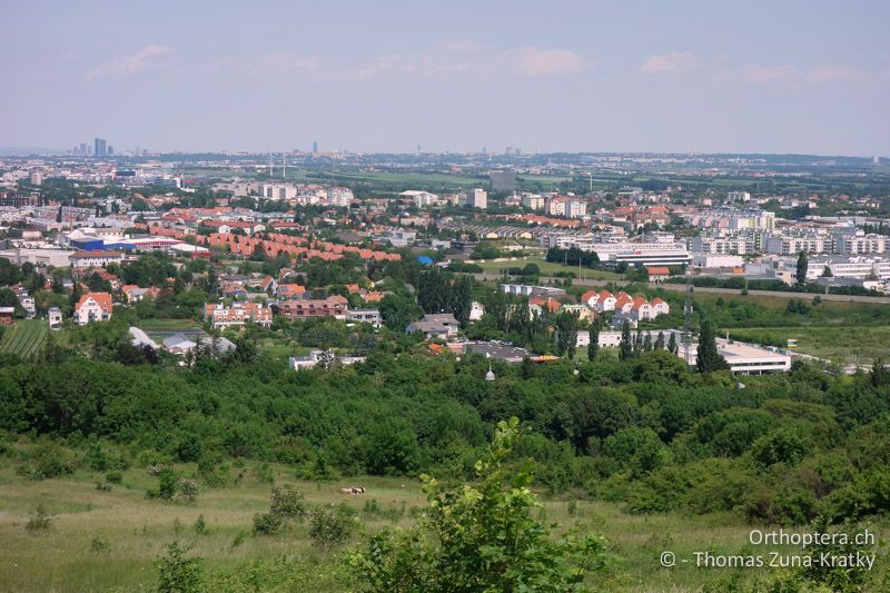 Siedlungsrand - AT, Niederösterreich, Mödling, 01.06.2017