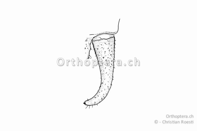 Rechter Cercus von Isophya kraussii ♂. Er ist gerade und erst an der Spitze stark nach innen gebogen.