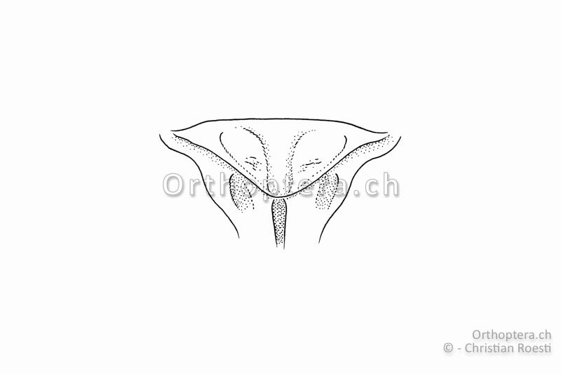 Subgenitalplatte von Isophya costata ♀.